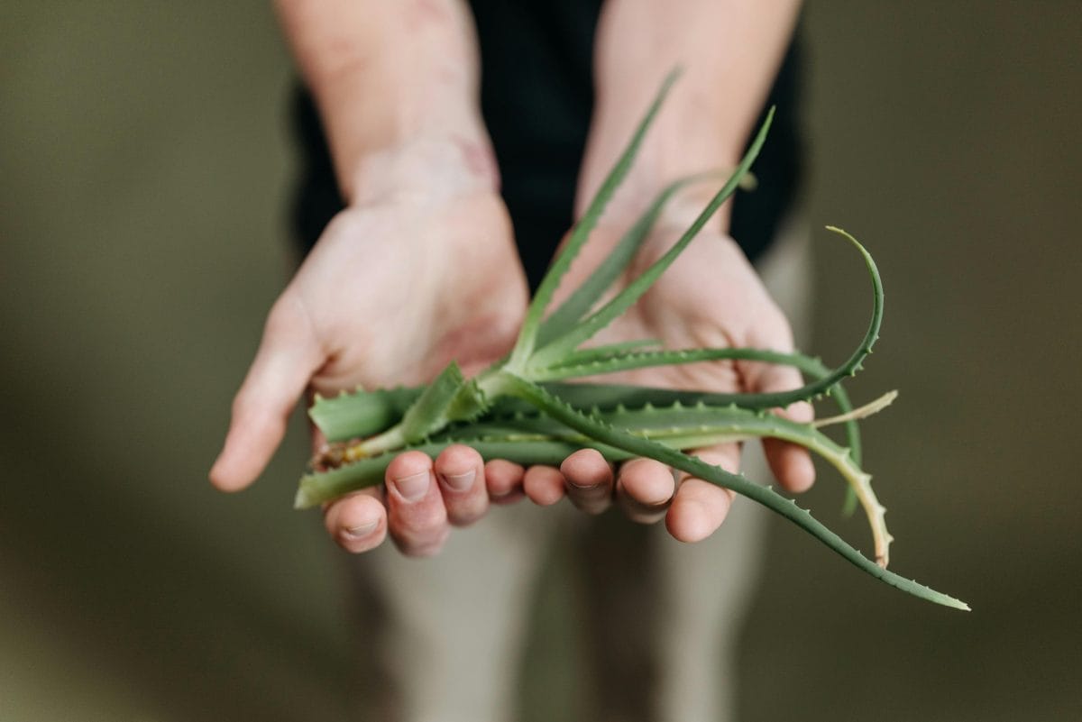 The Natural 3-in-1 Fix: How Aloe Vera Gel Can Soothe, Clean, and Heal 1 aloe vera gel